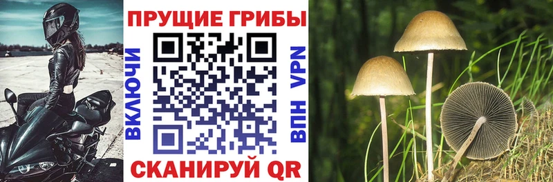 купить закладку  Ачинск  даркнет официальный сайт  Псилоцибиновые грибы прущие грибы 